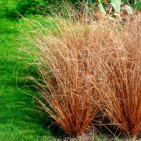 Laîche de Buchanan - Carex - Carex buchananii - Willemse