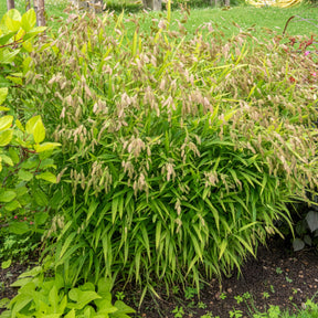 Graminées - Chasmanthe à feuilles larges - Chasmanthium latifolium