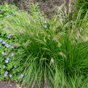 Deschampsia cespitosa goldtau - Canche cespiteuse Goldtau - Deschampsia - Canche