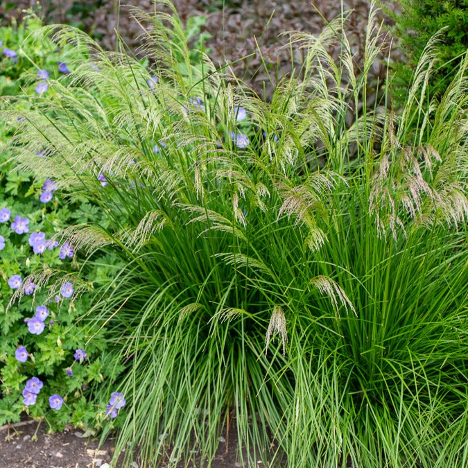 Deschampsia cespitosa goldtau - Canche cespiteuse Goldtau - Deschampsia - Canche