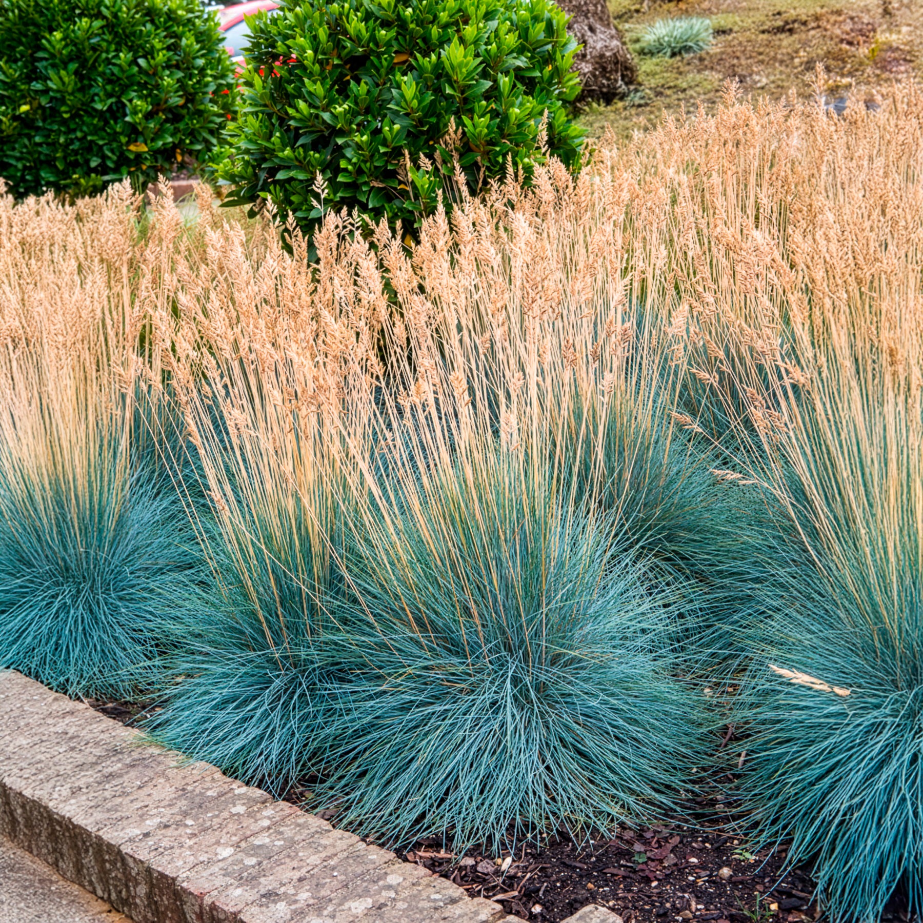 Fétuque - Fétuque bleue Elijah Blue - Festuca glauca Elijah Blue