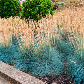 Fétuque - Fétuque bleue Elijah Blue - Festuca glauca Elijah Blue