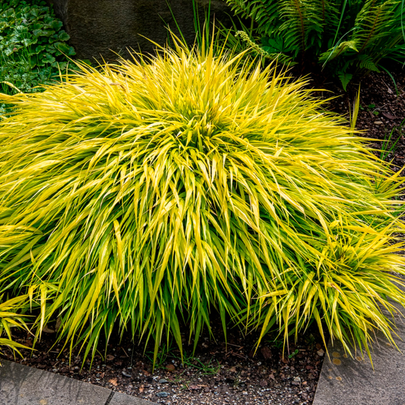Herbe du Japon All Gold - Willemse