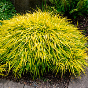 Herbe du Japon All Gold - Willemse