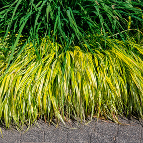 Herbe du Japon panachée Aureola - Willemse