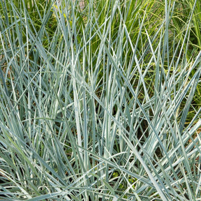 Leymus arenarius Blue Dune - Seigle de mer Blue Dune - Graminées