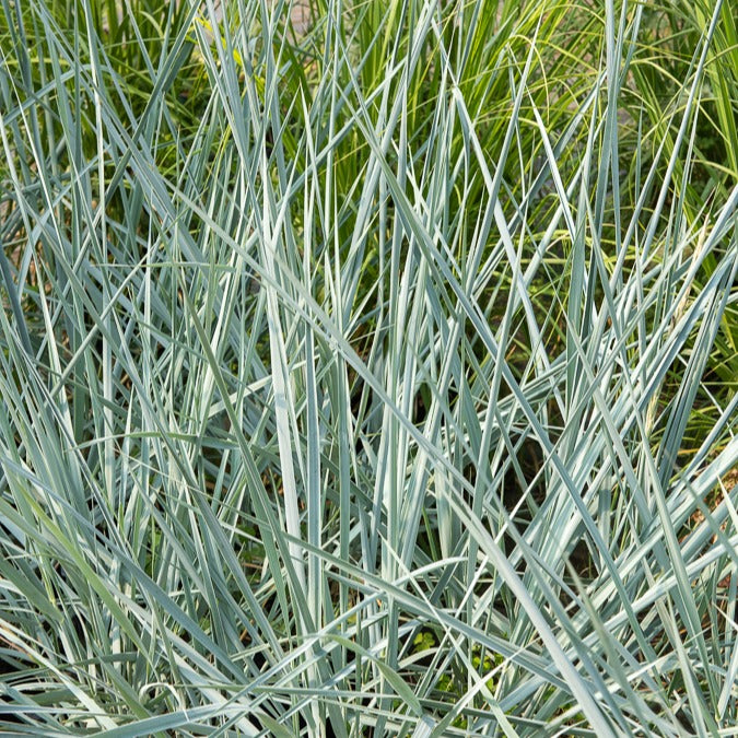 Leymus arenarius Blue Dune - Seigle de mer Blue Dune - Graminées
