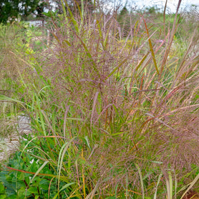 Vente 5 Vivaces pour massif fleuri