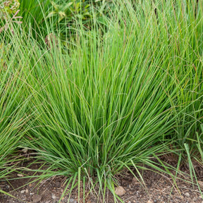 Molinia caerulea heidebraut - Molinie bleue Heidebraut - Molinie