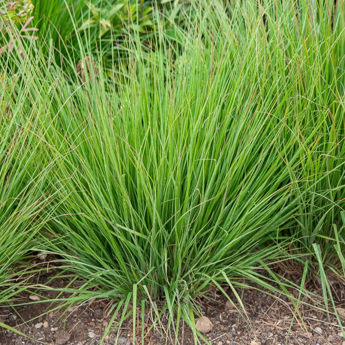 Molinia caerulea heidebraut - Molinie bleue Heidebraut - Molinie