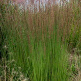 Molinie bleue Moorhexe - Willemse