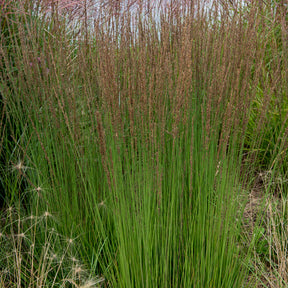 Molinie bleue Moorhexe - Willemse