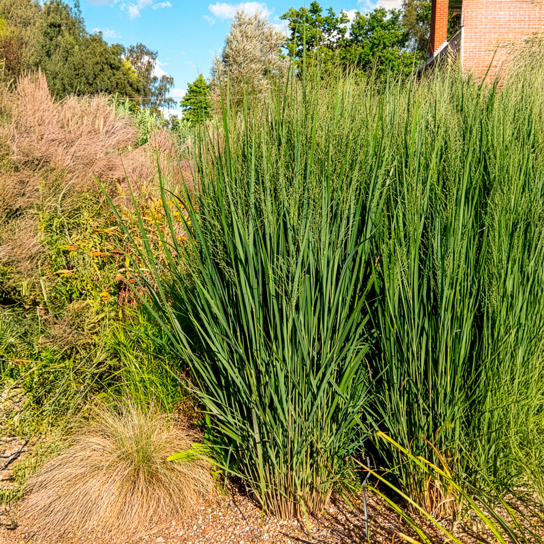 Panicum virgatum northwind - Panic érigé Northwind - Panic