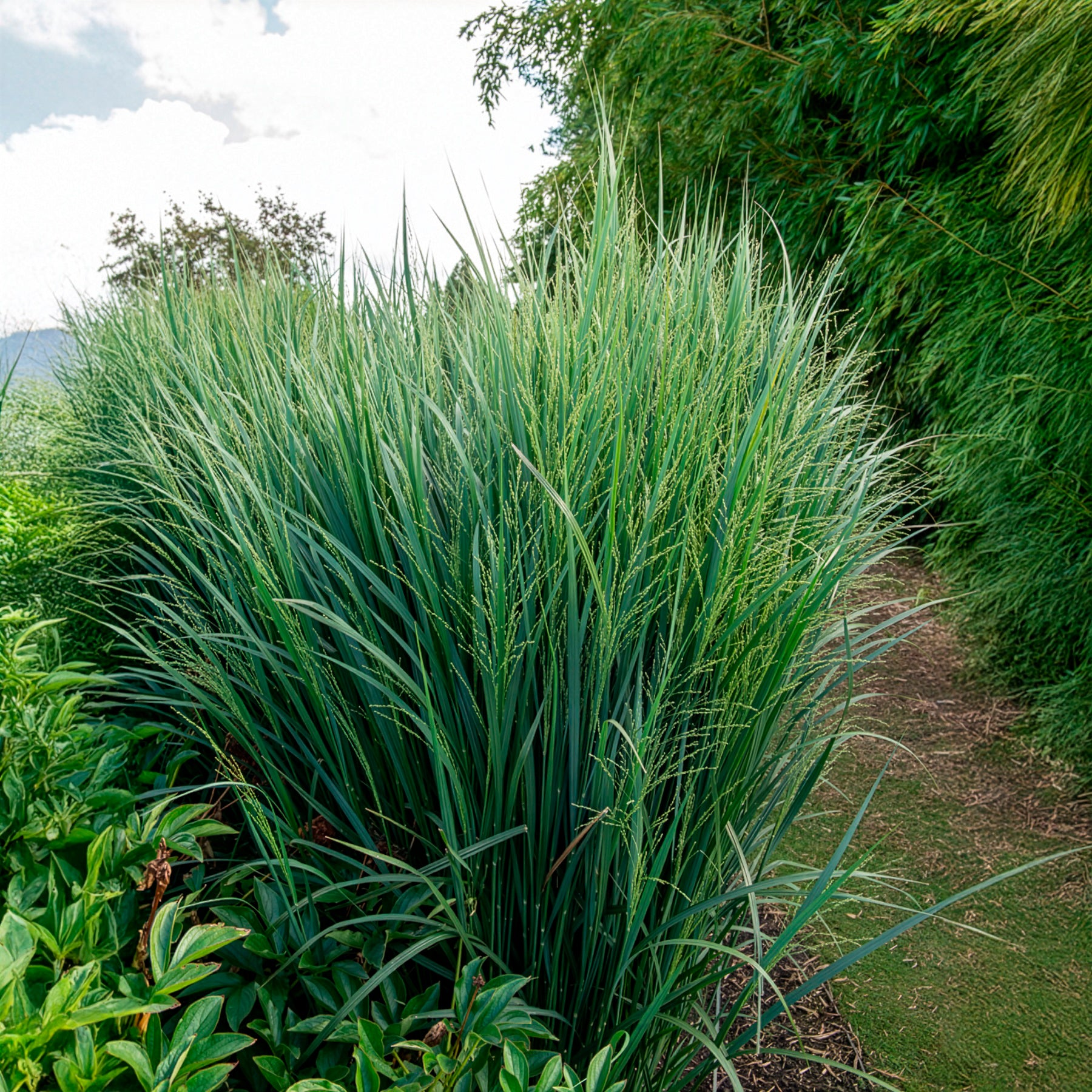 Panic - Panic érigé Northwind - Panicum virgatum northwind