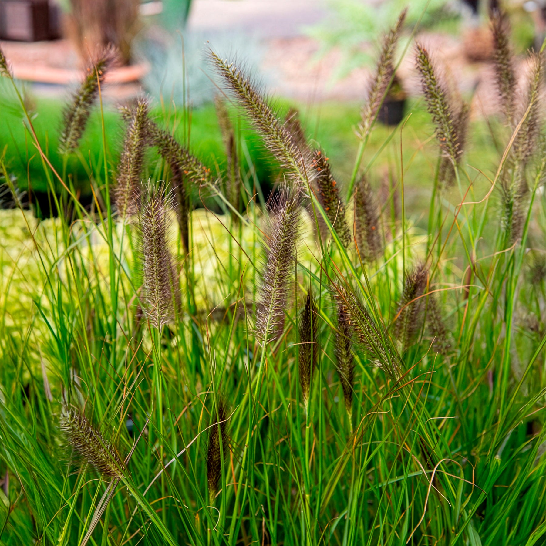 Pennisetum - Herbe aux écouvillons Moudry - Pennisetum - Pennisetum alopecuroides moudry