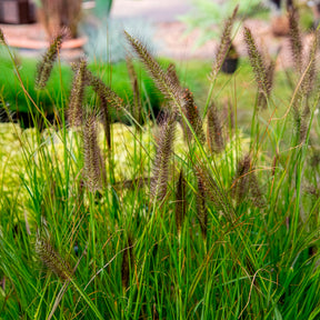 Pennisetum - Herbe aux écouvillons Moudry - Pennisetum - Pennisetum alopecuroides moudry