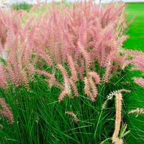 Herbe aux écouvillons Karley Rose ® - Pennisetum - Pennisetum orientale Karley Rose ® - Willemse