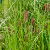 Herbe aux écouvillons Red Buttons - Pennisetum - Willemse