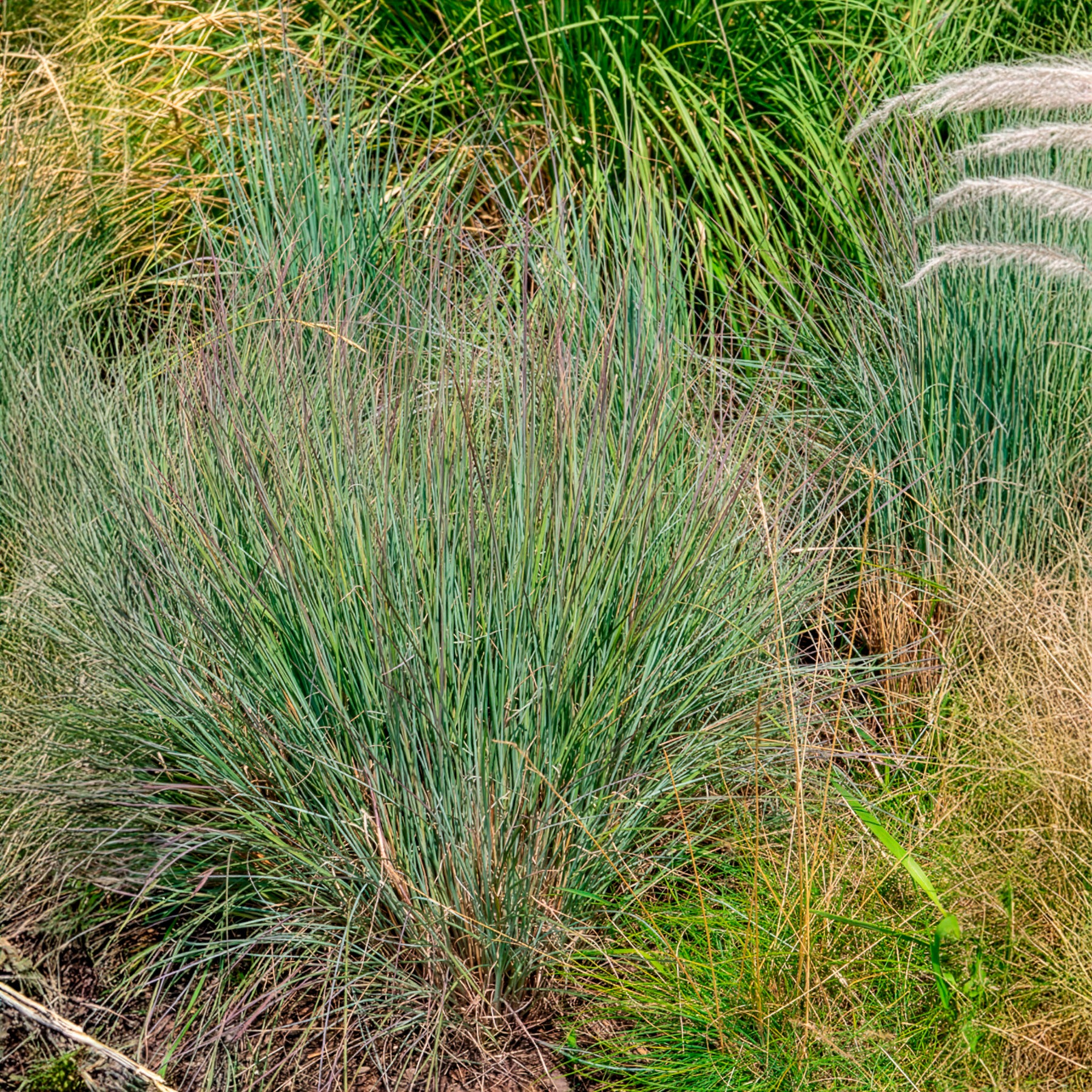 Andropogon - Willemse