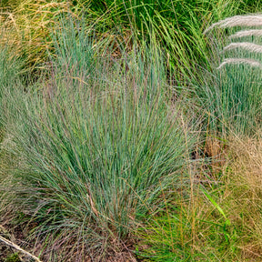 Andropogon - Willemse