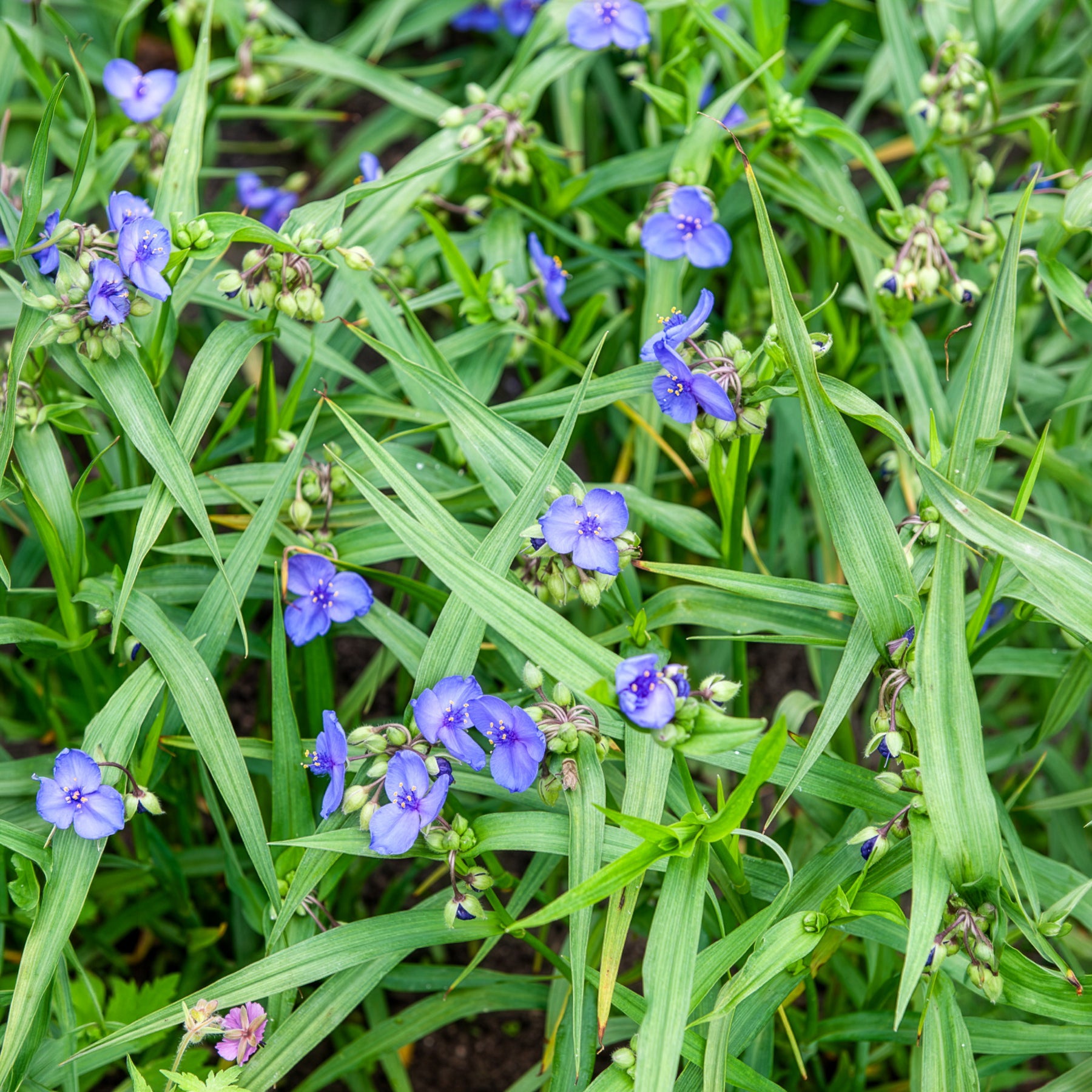 Vente Ephémère de Virginie Sweet Kate - Tradescantia ( andersoniana group ) sweet kate