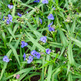 Ephémère de Virginie Zwanenburg Blue - Tradescantia ( andersoniana group ) zwanenburg blu - Willemse