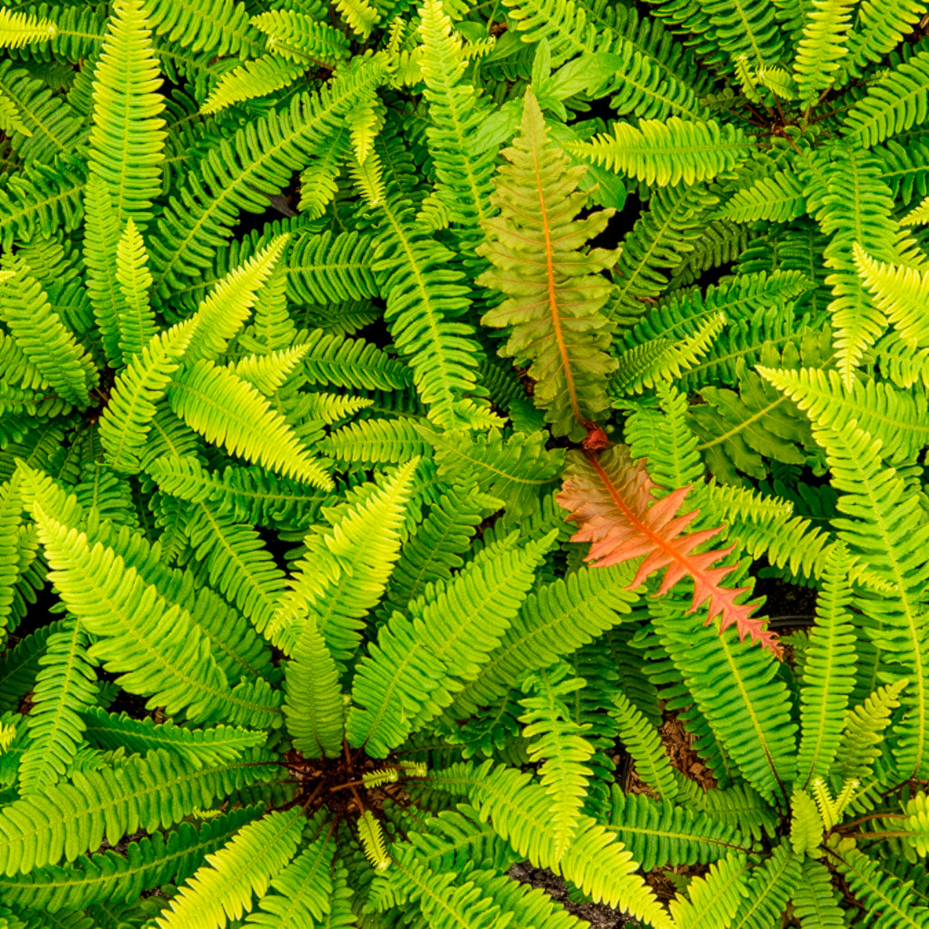 Blechnum spicant - Blechnum en épi - Fougères