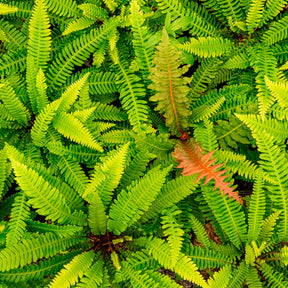Blechnum spicant - Blechnum en épi - Fougères