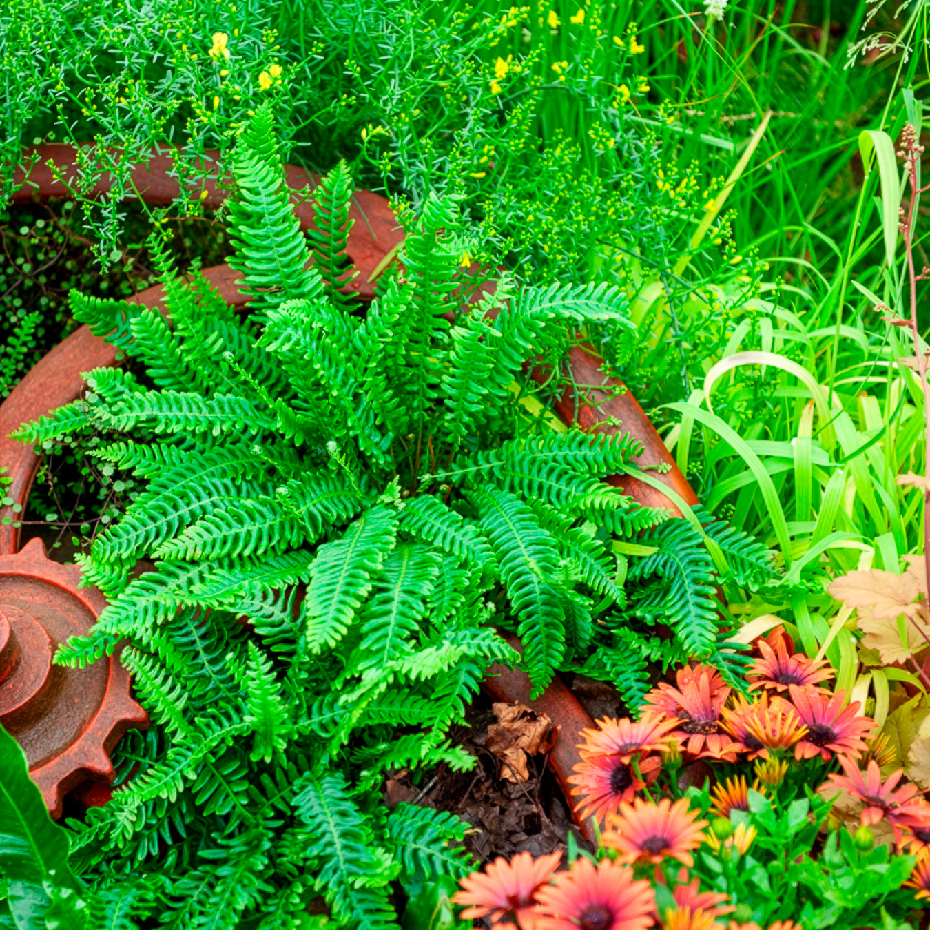 Blechnum en épi - Blechnum spicant - Willemse