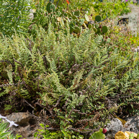 Cheilanthes lanosa - Cheilanthes lanosa - Willemse
