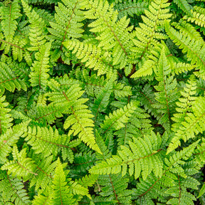 Vente Aspidie du Japon Pattes d'ours - Fougère - Polystichum polyblepharum