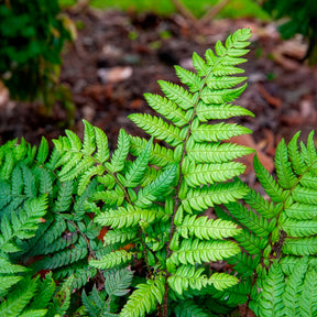 Fougères - Aspidie rigens - Fougère - Polystichum rigens