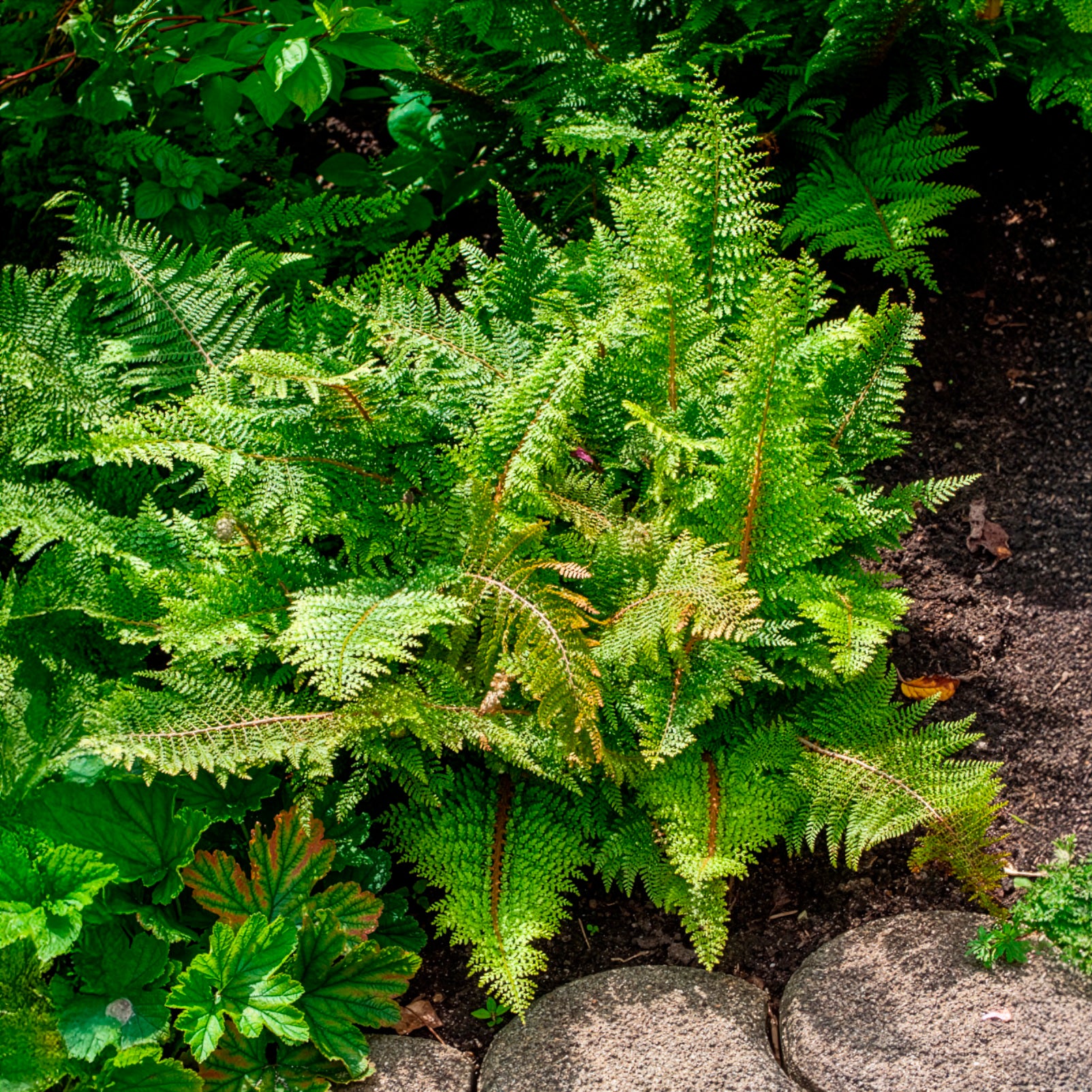 Vente Polystic à cils raides Plumosum Densum - Fougère - Polystichum setiferum plumoso-densum