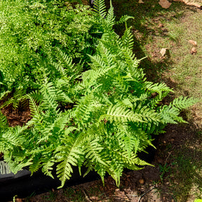 Polypode commun - Fougère - Willemse