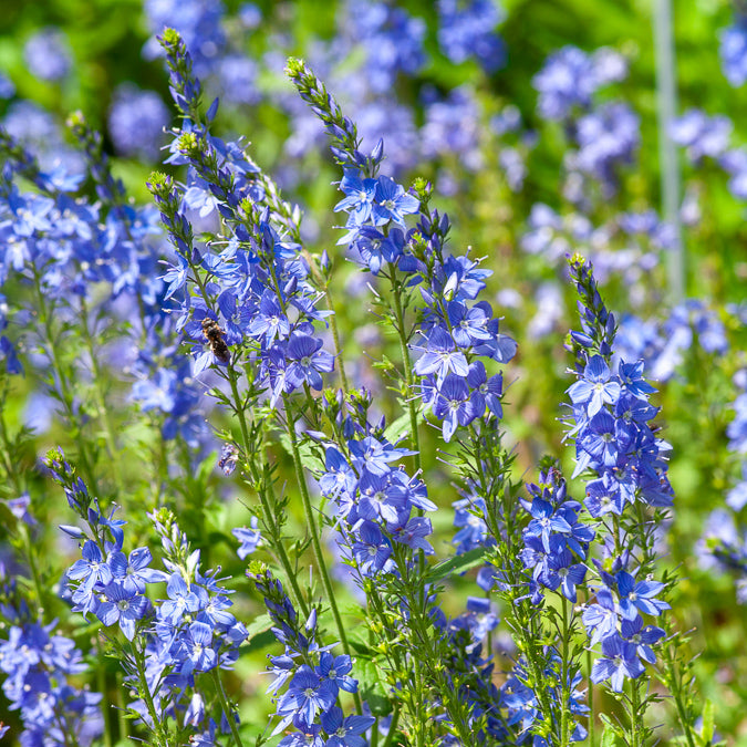 Véronique d'Autriche Royal Blue - Willemse