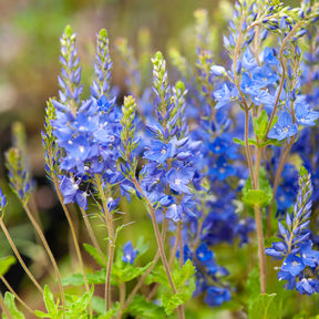 Véronique - Véronique d'Autriche Royal Blue - Veronica austriaca Royal Blue