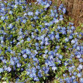 Veronica umbrosa Georgia Blue - Véronique rampante Georgia Blue - Véronique
