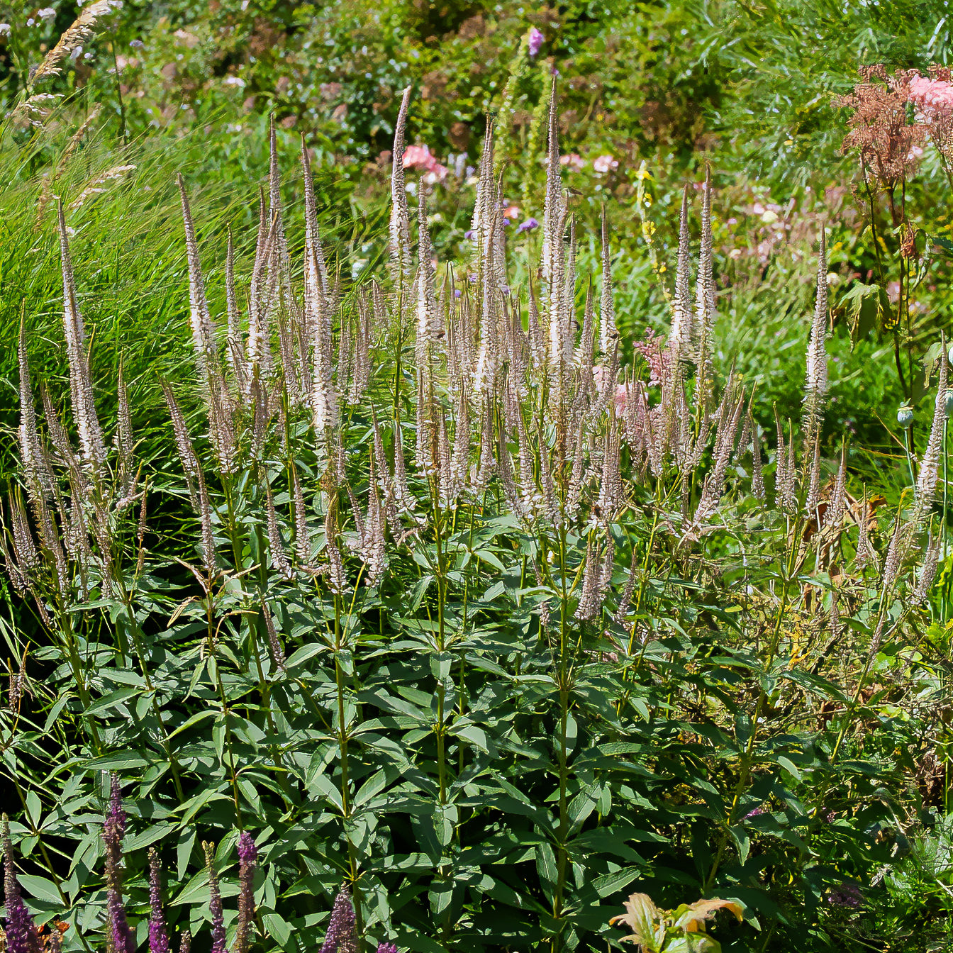 Veronicastrum virginicum roseum - Véronique de Virginie Roseum - Véronique de Virginie