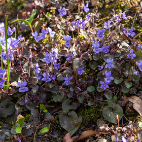 Violette de Labrador - Viola labradorica - Willemse