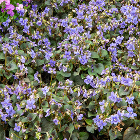 Violette - Pensée - Violette de Labrador - Viola labradorica