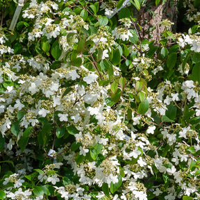 Viornes - Viorne de Chine Watanabe - Viburnum plicatum Watanabe