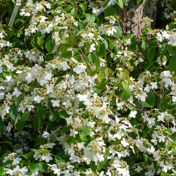 Viornes - Viorne de Chine Watanabe - Viburnum plicatum Watanabe
