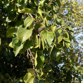 Aulne de Corse - Alnus cordata - Willemse