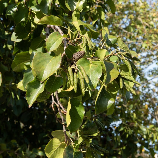 Aulne de Corse - Alnus cordata - Willemse
