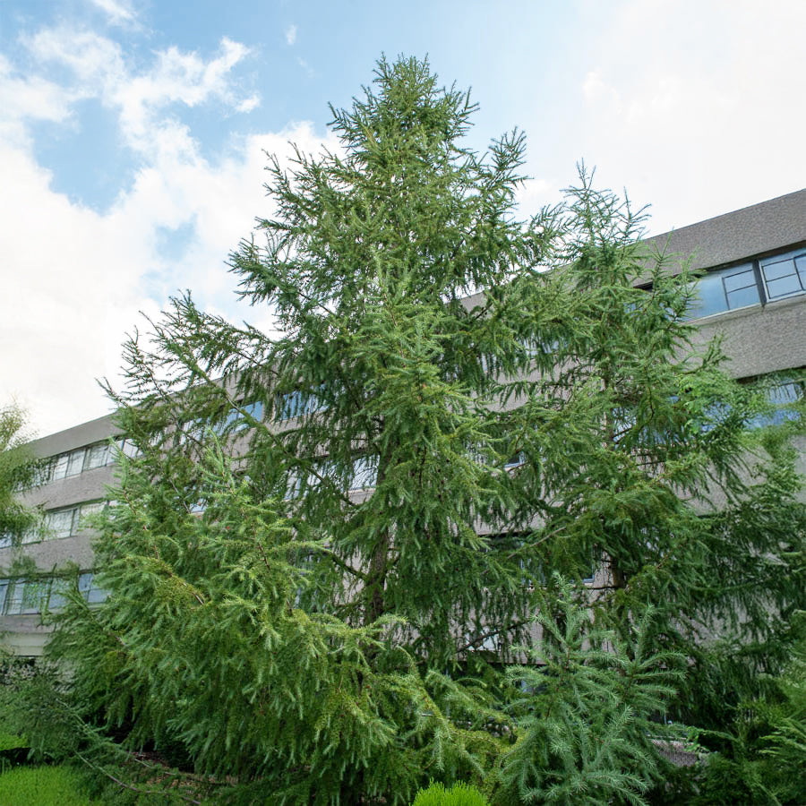 Conifères - Mélèze du Japon - Larix kaempferi