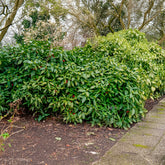 Aucuba du Japon Variegata - Willemse