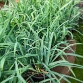 Laîche Bunny blue - Carex - Willemse