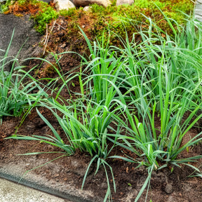 Laîche Bunny blue - Carex - Carex laxiculmis Bunny Blue - Willemse
