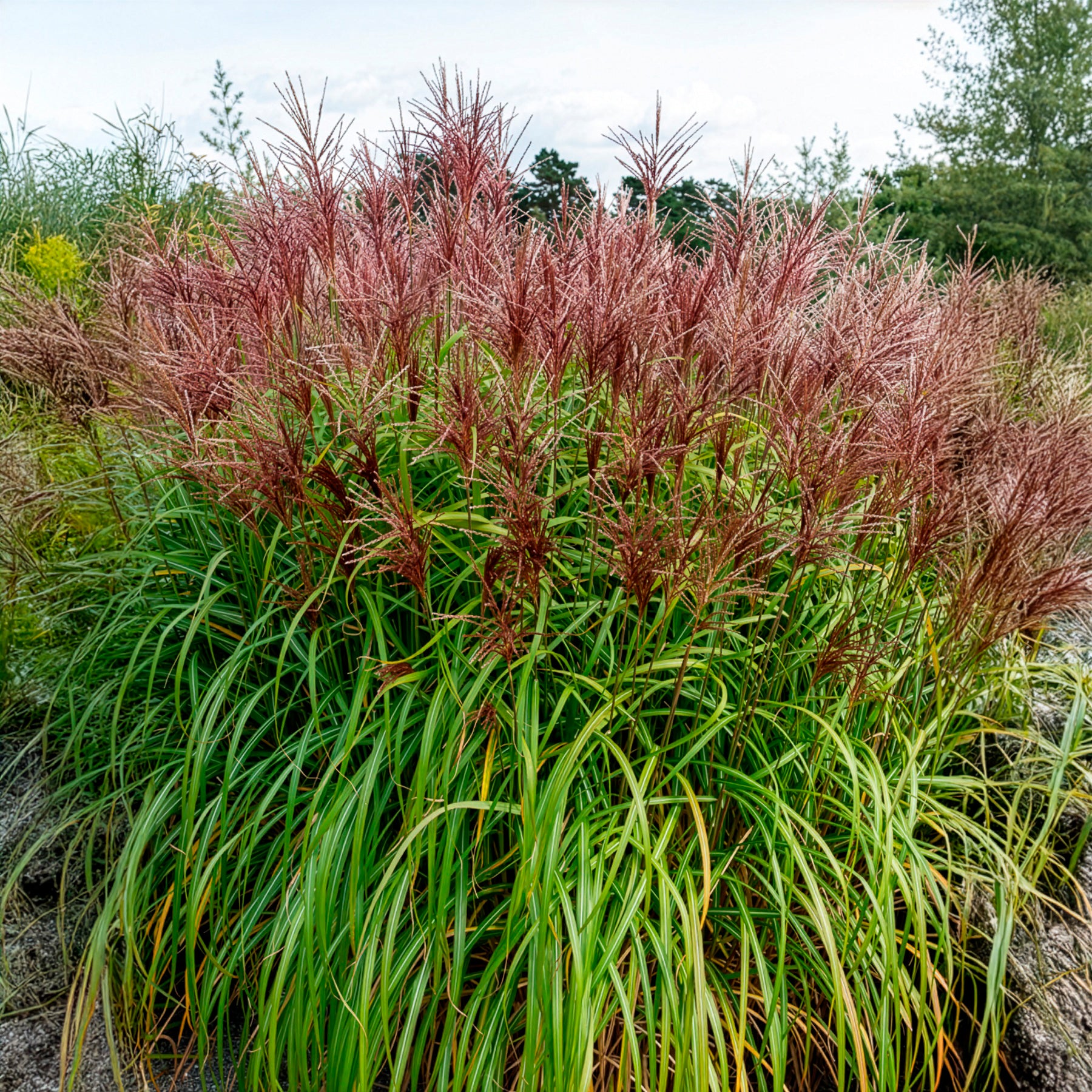 Eulalie - Roseau de Chine - Eulalie Malepartus - Miscanthus sinensis malepartus