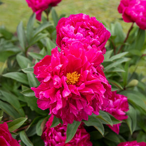 Pivoine de Chine Felix Crousse - Willemse